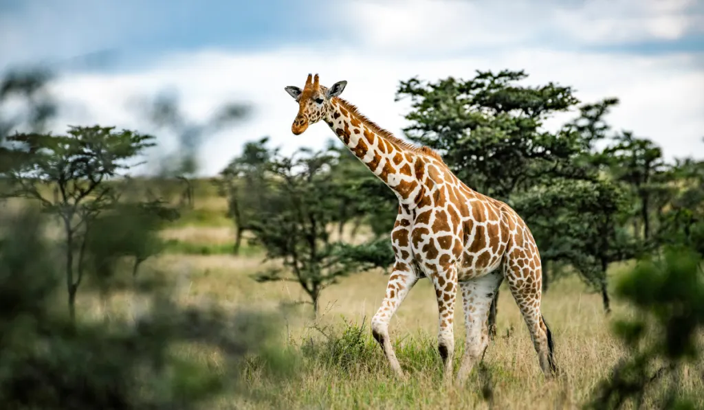 giraffe walking in the field