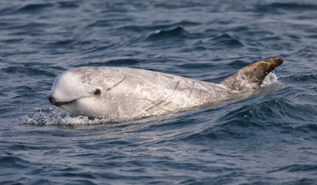 Risso’s Dolphin swimming alone in the sea