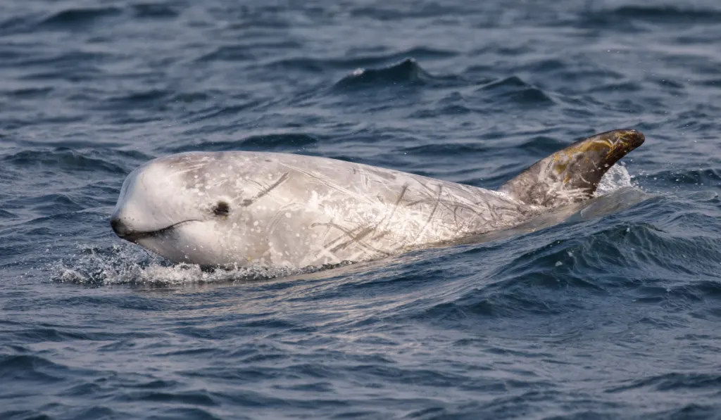 Risso’s Dolphin  swimming alone in the sea