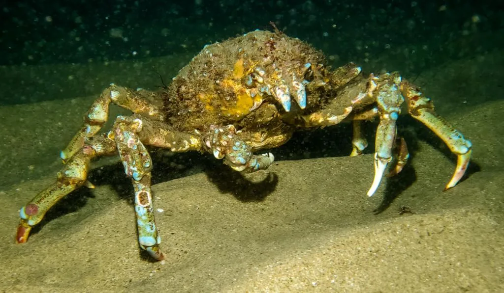 Sheep Crab walking in the sand