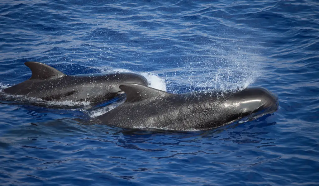 Two short fin pilot whales swim up for a breath at the same time.