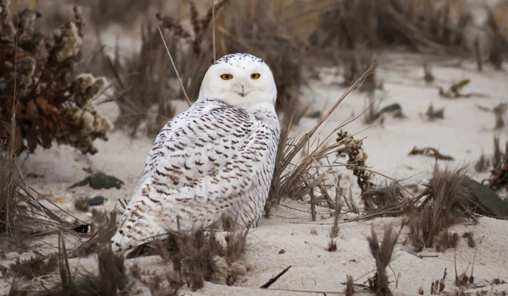 Snowy Owl standing on a sandy beach.
