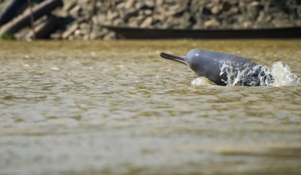 Types of Dolphins - Exploration Squared