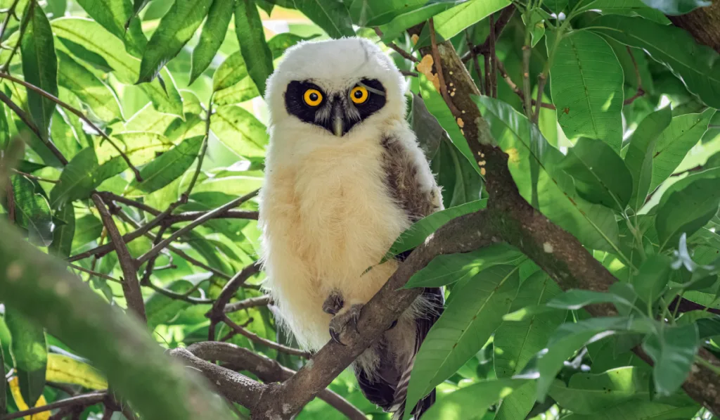 Little owl chick hiding in the branches of a tree and looking at the camera.