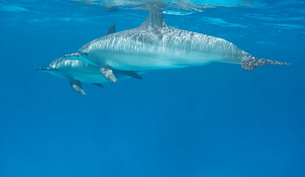 Pair of Spinner Dolphins swimming in the sea