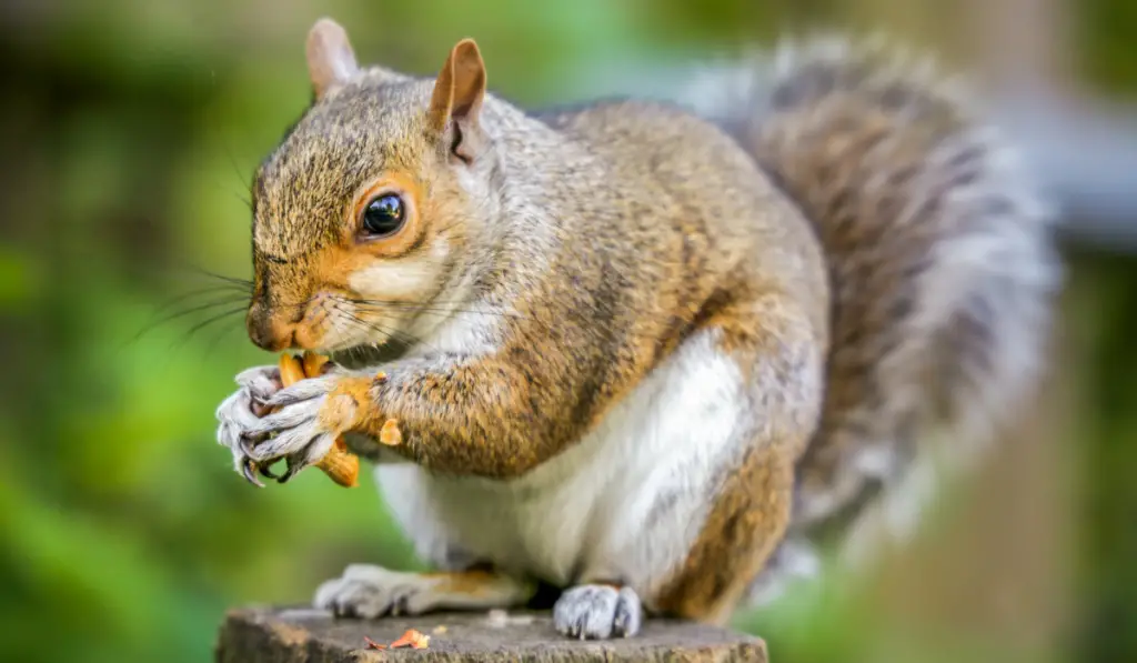 Close up of a grey squirrel eating a nut