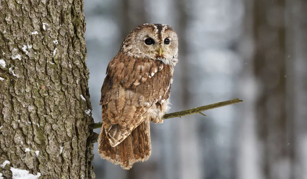 Tawny Owl resting on a tree branch with blurred snowy background