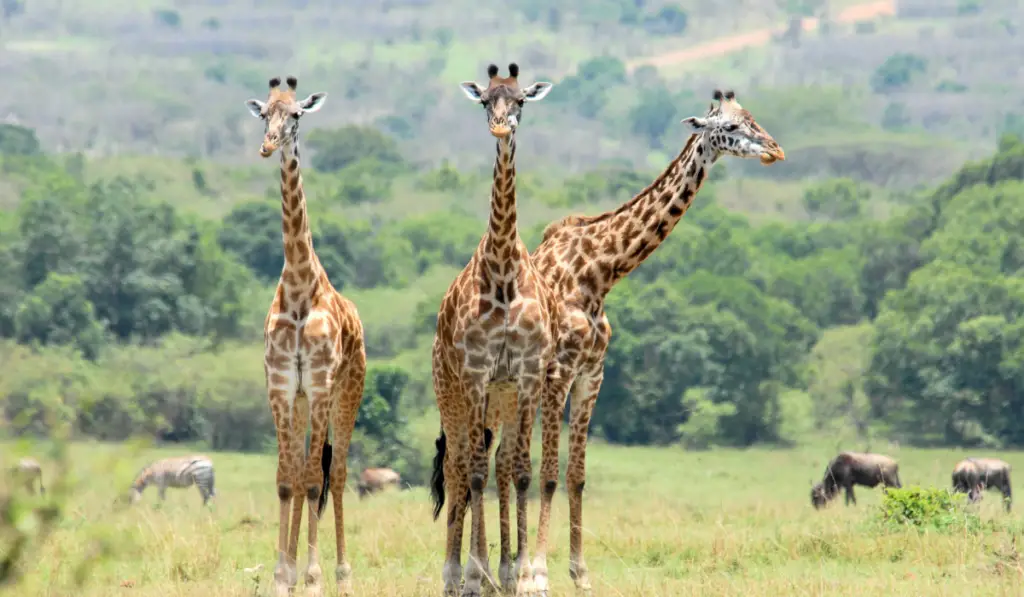 Three standing giraffes in the field