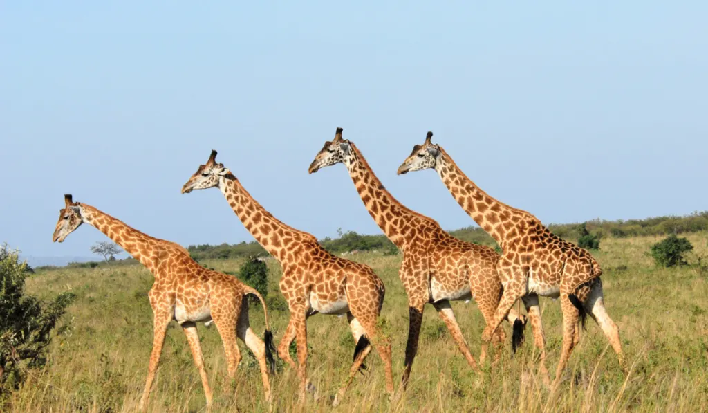 Walking group of giraffes