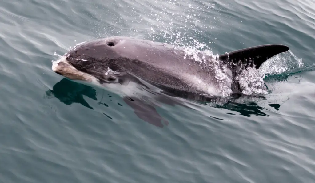 White-Beaked Dolphin showing up in the water
