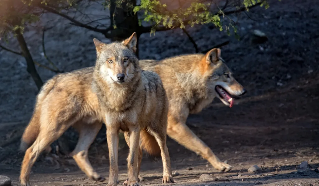 Wolves in the wild in the forest

