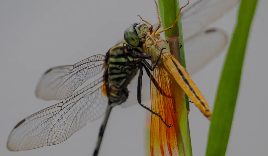 dragon fly eats dragon fly