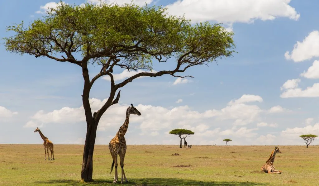 Group of giraffes resting in the field.