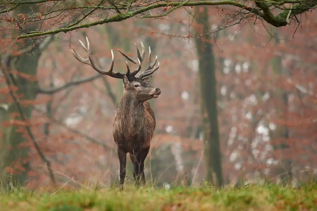 Red deer in its natural habitat