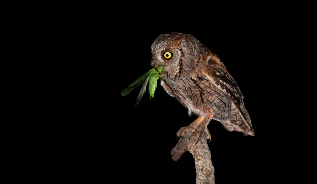 Hungry eurasian scops owl with yellow eyes eating green insect on branch in darkness