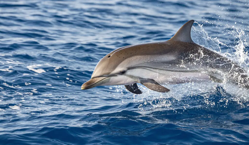 striped dolphin jumping outside the sea