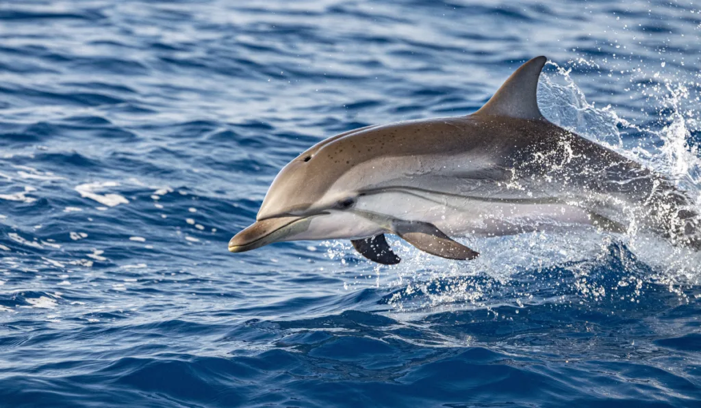 striped dolphin jumping outside the sea
