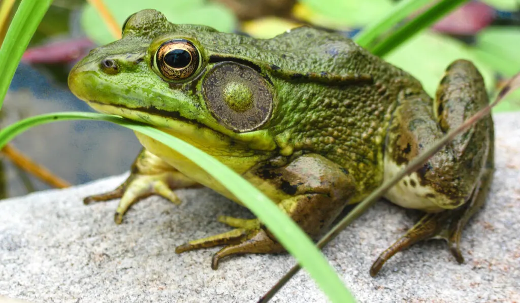 A frog sitting on a rock near by a lake