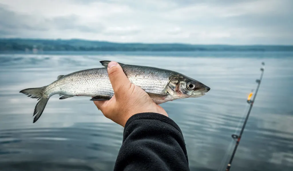 A hand holding lake whitefish with fishing rod on the lake