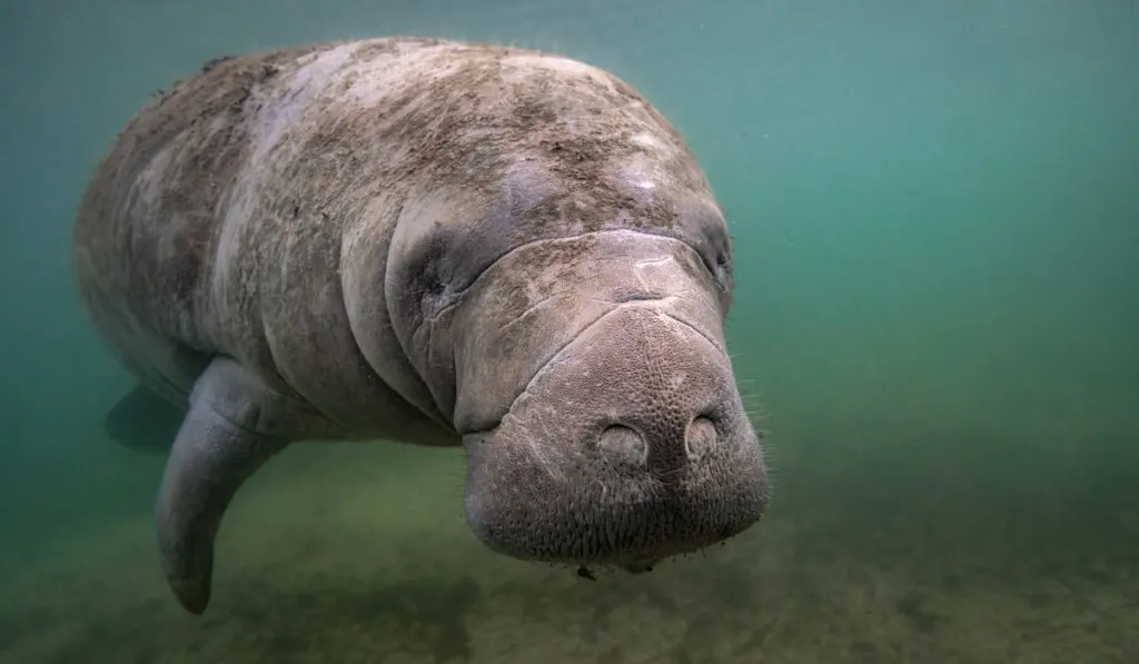 A manatee portrait underwater in Florida