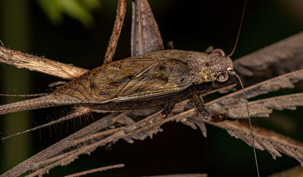 Adult True Cricket against dark background