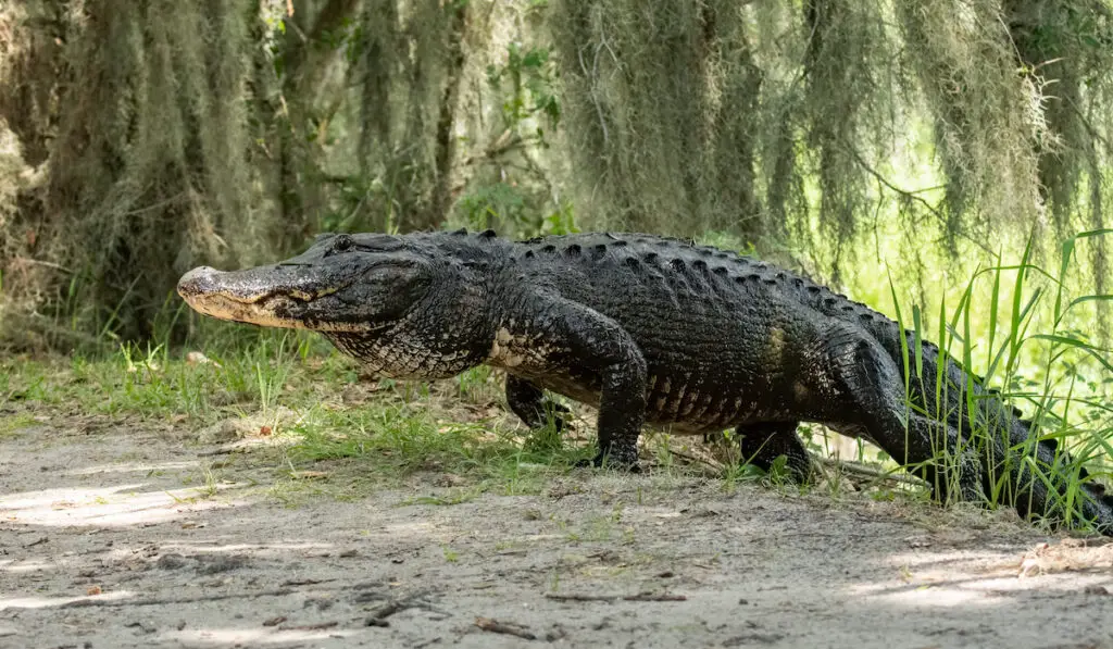 An alligator in everglades florida