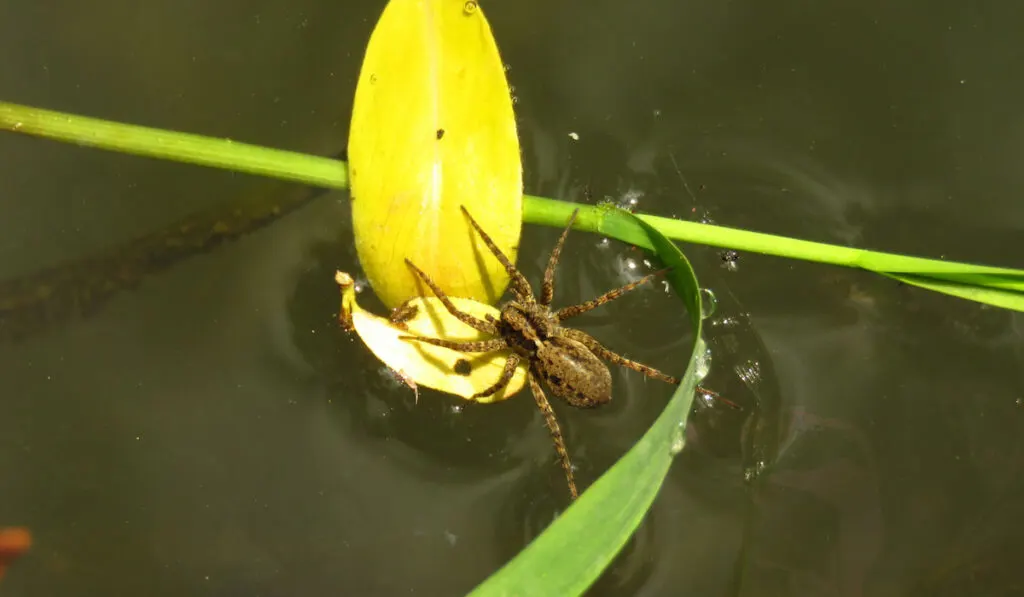 Argyroneta Aquatica or diving bell spider on a lake