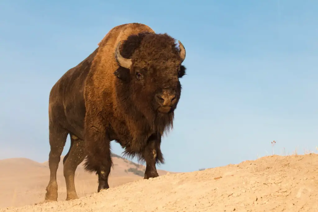 Bison in a desert