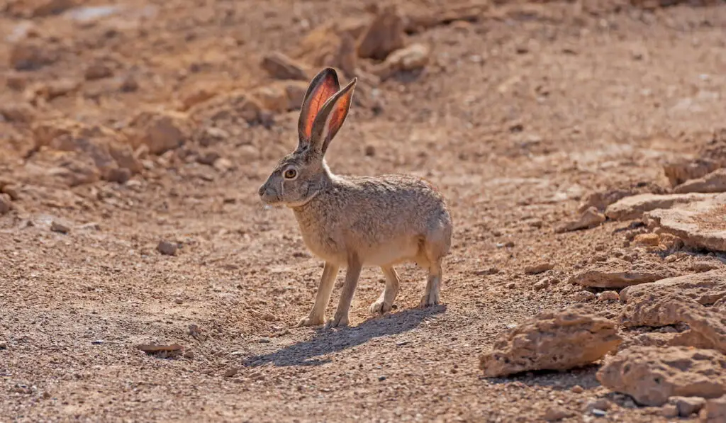 Black Tailed Jackrabbit in the Desert