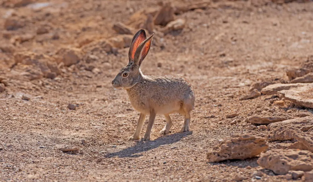 Black Tailed Jackrabbit in the Desert