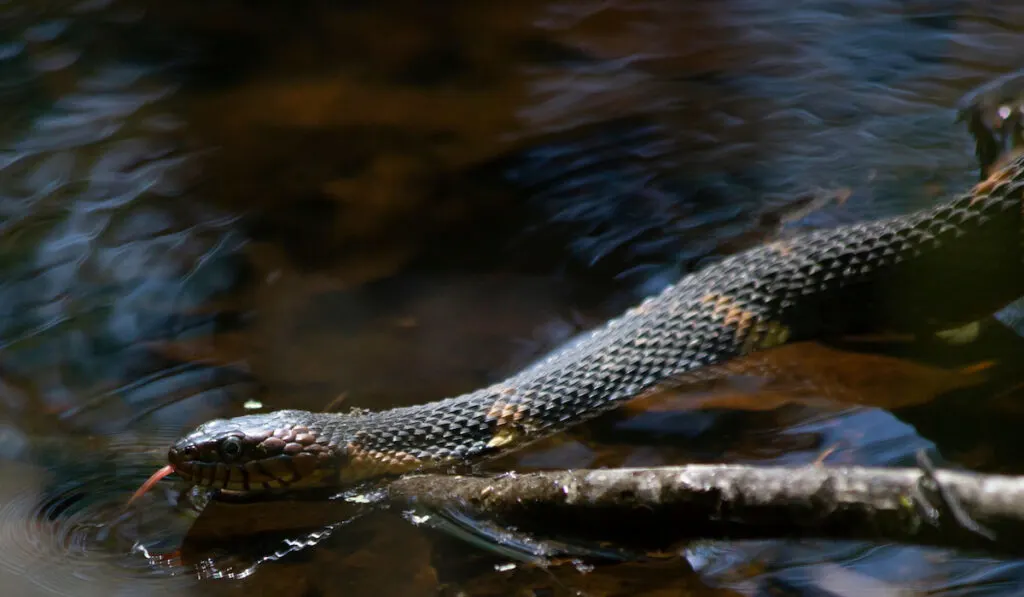 Broad-banded water snake Nerodia fasciata confluens swimming in the stagnant water of a bayou