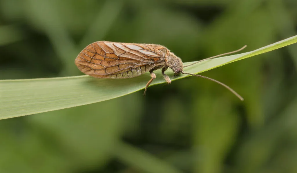 Caddisfly in detail on a leaf against green blurry background