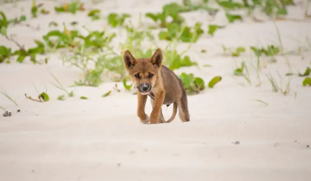 dingo walking on the sand