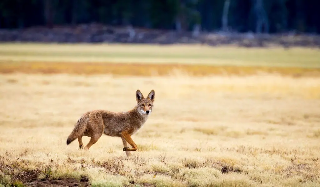 Cayote in a large meadow in Lassen National Forest