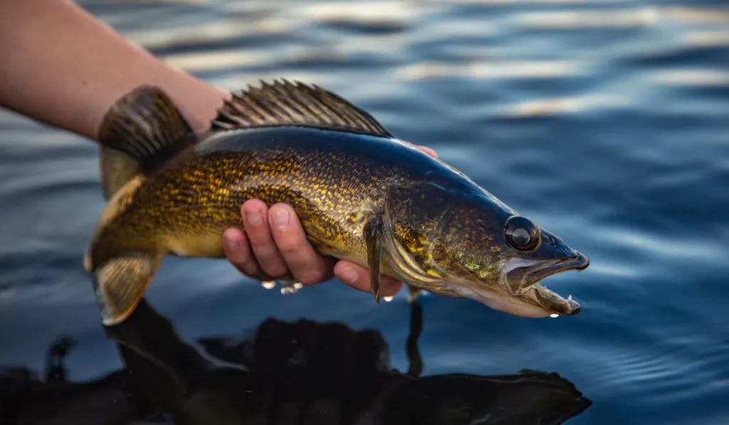 Closeup of a walleye fish held over the water caught in Ontario lake