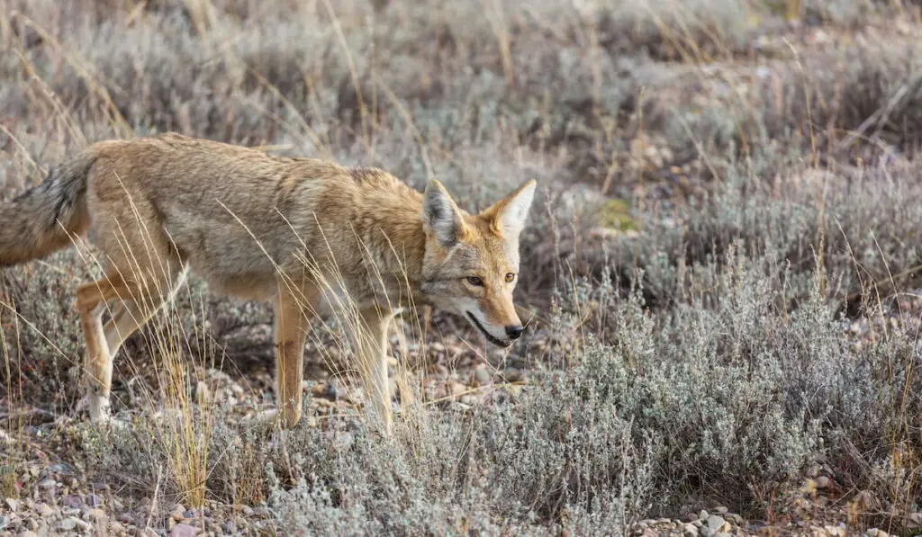 Coyote in the field