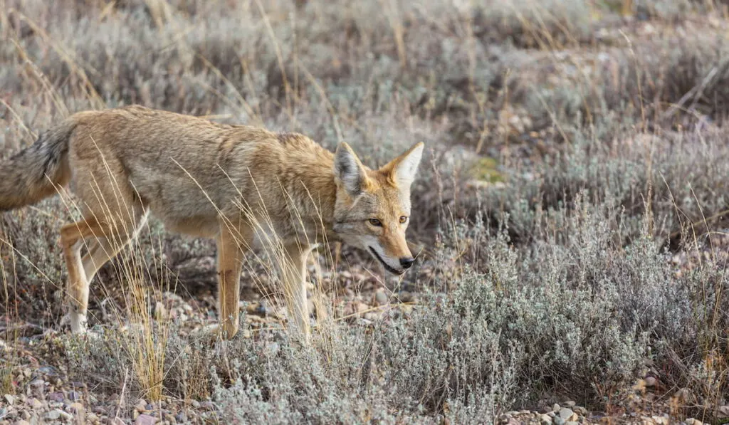 Coyote in the field