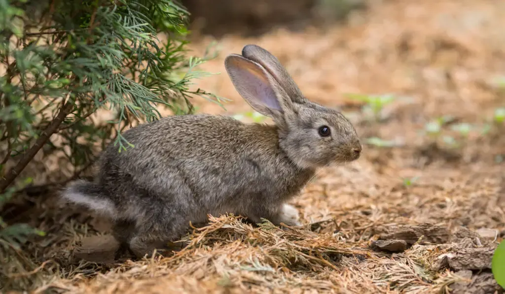 Easter rabbit hiding in wild nature 