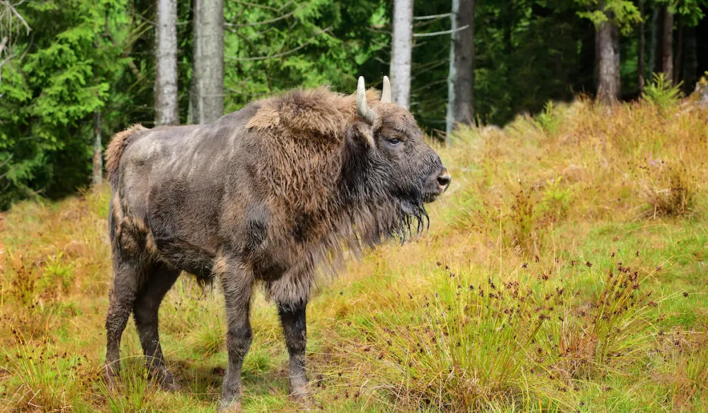 European Bison in the forest
