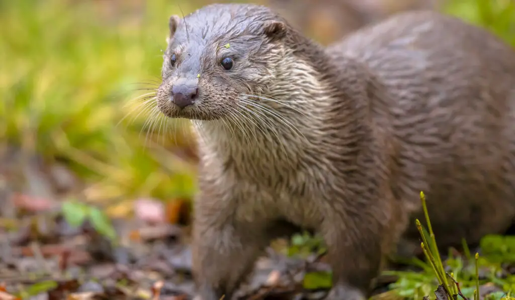 European otter walking in grass on a river bank