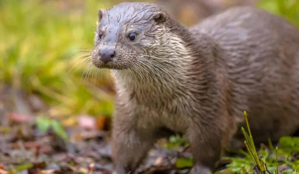 European otter walking in grass on a river bank 