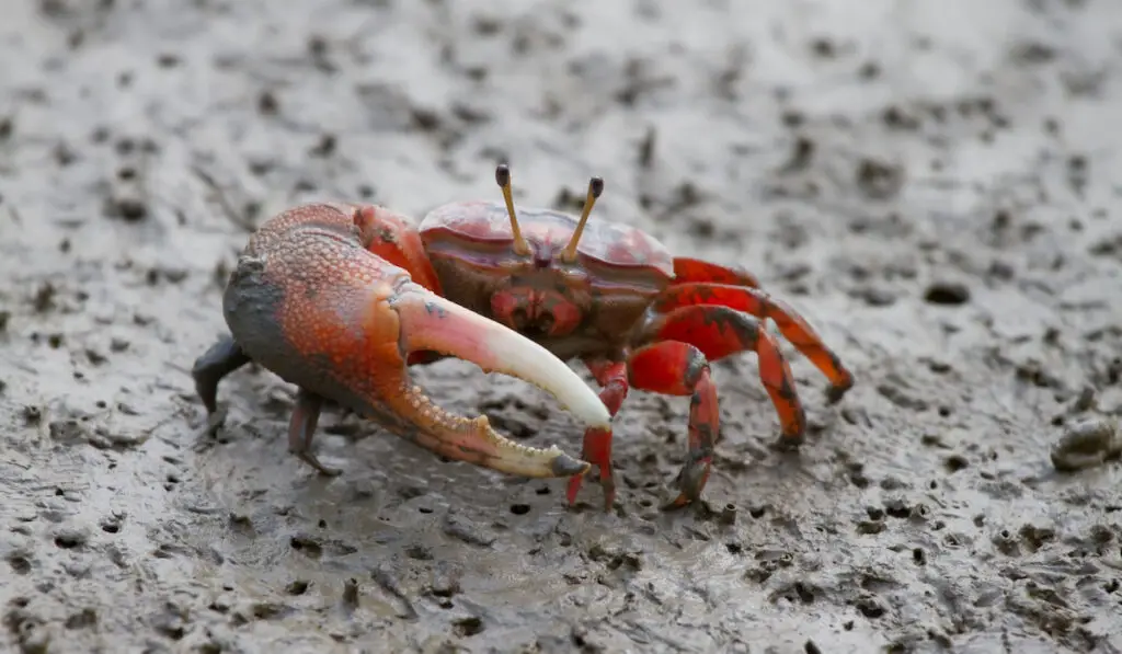 Fiddler crab walking in the mangrove
