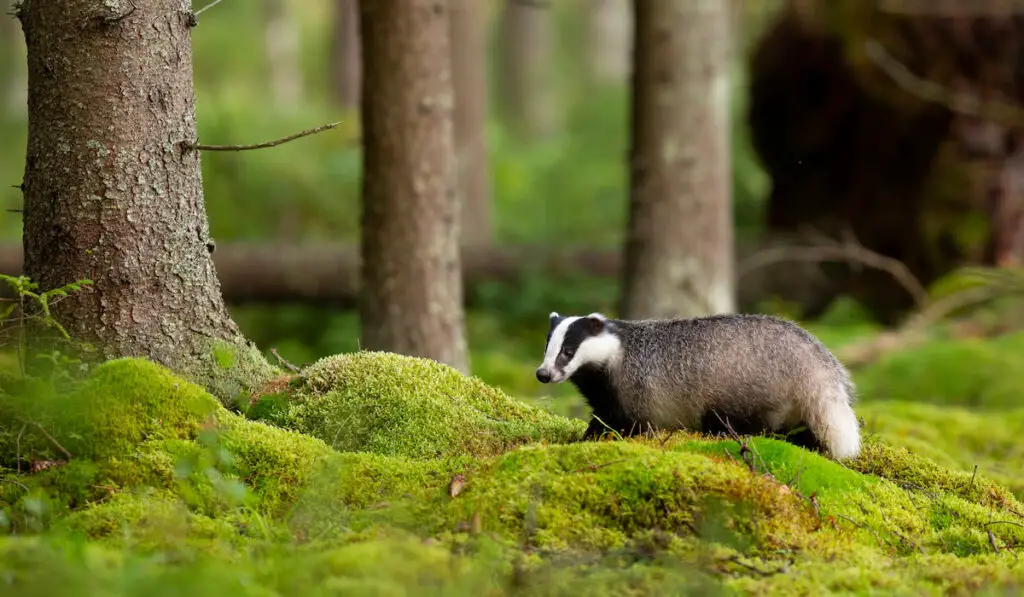 Fluffy european badger in the forest with green moss on the ground