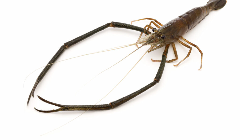 Freshwater prawn Macrobrachium  on white background