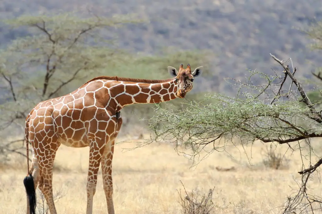 Giraffe eating tree leaves