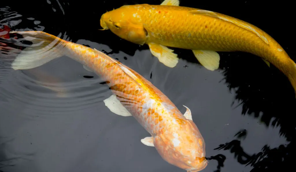 couple of golden carp in the pond