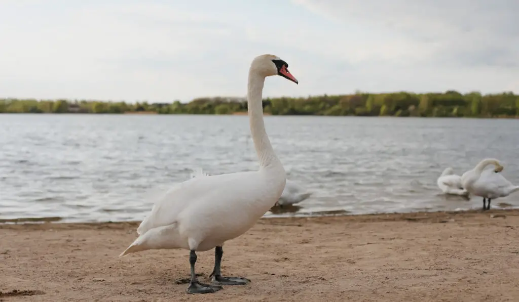 Graceful white swans on the lake