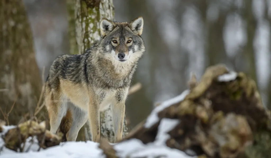 Gray wolf in the winter forest