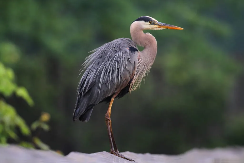 Great Blue Heron (Ardea Herodias) standing in a marsh