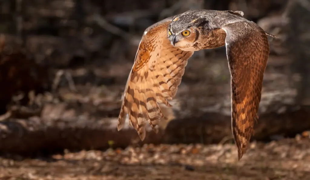 Great Horned Owl